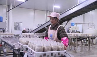 西南地區(qū)最大食用菌工廠化項(xiàng)目在萬盛投產(chǎn)，引領(lǐng)產(chǎn)業(yè)升級與融合發(fā)展